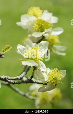 Parrotiopsis jacquemontiana. Blüten des kleinen Himalaya-Hasel-Baumes, der zur Familie der Hamamelis gehört, im Frühjahr. Stockfoto