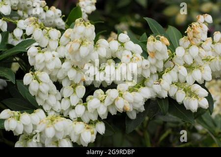 Pieris japonica 'Debutante' Zwergstrauch mit charakteristischen Rispen cremiger Blüten im Frühjahr. VEREINIGTES KÖNIGREICH Stockfoto