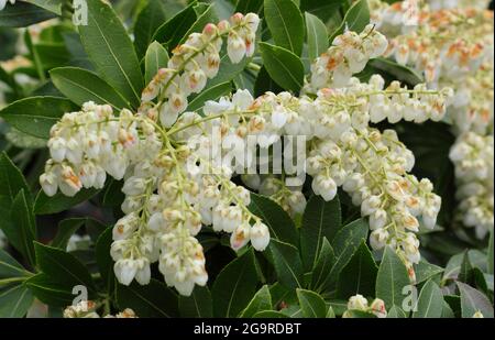 Pieris japonica 'Debutante' Zwergstrauch mit charakteristischen Rispen cremiger Blüten im Frühjahr. VEREINIGTES KÖNIGREICH Stockfoto