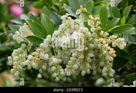 Pieris japonica 'Debutante' Zwergstrauch mit charakteristischen Rispen cremiger Blüten im Frühjahr. VEREINIGTES KÖNIGREICH Stockfoto