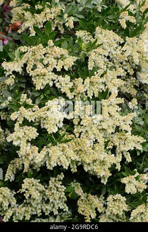 Pieris japonica 'Debutante' Zwergstrauch mit charakteristischen Rispen cremiger Blüten im Frühjahr. VEREINIGTES KÖNIGREICH Stockfoto