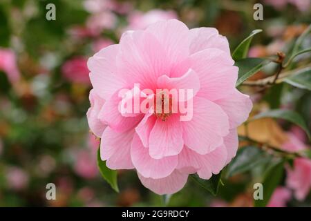 Camellia × williamsii 'Daintiness' mit charakteristischen rosa Blüten im Frühling. VEREINIGTES KÖNIGREICH Stockfoto