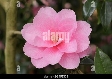 Camellia × williamsii 'Daintiness' mit charakteristischen rosa Blüten im Frühling. VEREINIGTES KÖNIGREICH Stockfoto