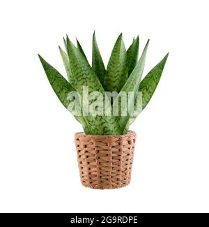 Hauspflanze Sansevieria in Weidenflowerpot isoliert auf weißem Hintergrund mit Clipping Pfad Stockfoto