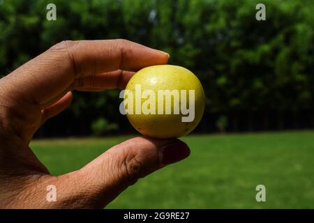 Frau hält frisch zupfte Zitronen auf Holztisch im Freien Hintergrund. Kleine indische oder südasiatische Früchte und Gemüse. Hellgelbes Farborgan Stockfoto