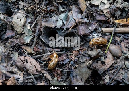 Im Juni 2021 tauchten im Cherry Hill Nature Preserve nea Löcher der Larven mit Exoskelett der Brut X, einer 17-jährigen Cicada, Magicicicada sp., auf Stockfoto