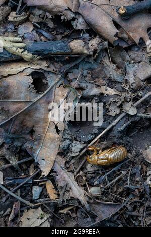 Im Juni 2021 tauchten im Cherry Hill Nature Preserve nea Löcher der Larven mit Exoskelett der Brut X, einer 17-jährigen Cicada, Magicicicada sp., auf Stockfoto