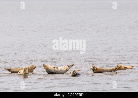 Baltrum, Deutschland. Juni 2021. Robben liegen auf einer Sandbank vor Baltrum. Quelle: Sina Schuldt/dpa/Alamy Live News Stockfoto