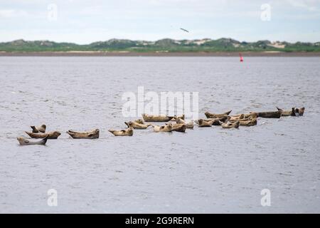 Baltrum, Deutschland. Juni 2021. Robben liegen auf einer Sandbank vor Baltrum. Quelle: Sina Schuldt/dpa/Alamy Live News Stockfoto