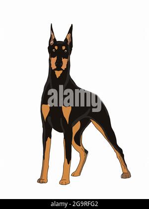 Dobermann, Pinscher, realistische Zeichnung, isoliert. Stockfoto