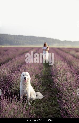 Maremma Schäferhund sitzt im Lavendelfeld und blickt auf die Kamera, während ihre weibliche Besitzerin zu Fuß geht und den Duft und die Schönheit blühender Blumen genießt. Stockfoto