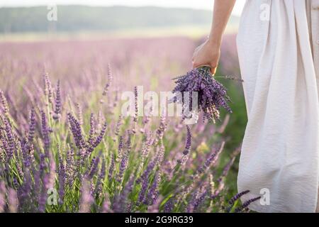 Violette Bouquet von frischen Lavendelblüten in der Hand auf blühendem Feld. Gelassenheit und achtsames Konzept. Schönheit und Duft der Natur im Sommer genießen. Stockfoto