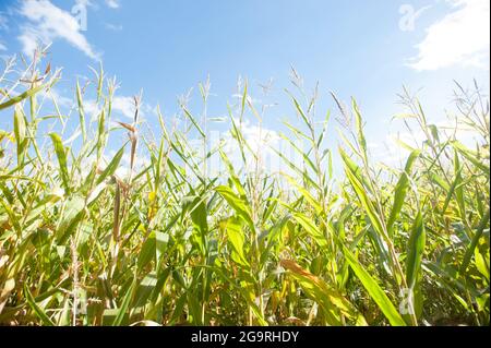 Beech Hill Farm, Hopkinton, New Hampshire, USA Stockfoto