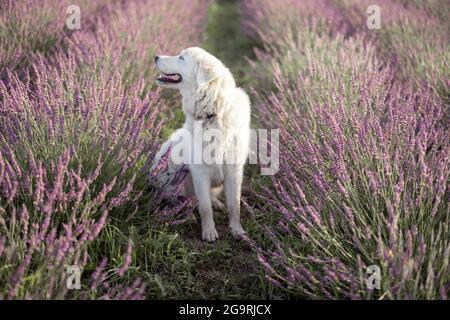 Maremma Schäferhund sitzt im Lavendelfeld und genießt den Duft von blühenden Blumen. Stockfoto