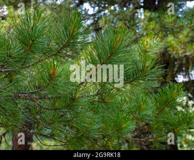 Sankt Jakob, Österreich. Juli 2021. Zweige der Zirbe, auch Arbe, Arve, Zirbe oder Zirbel genannt, im Nationalpark hohe Tauern im Defereggental in Tirol. Quelle: Patrick Pleul/dpa-Zentralbild/ZB/dpa/Alamy Live News Stockfoto