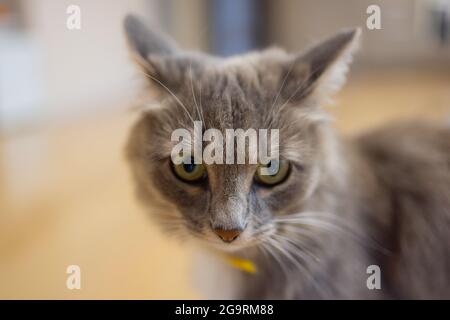 Korat Katze sitzt auf Holzboden Stockfoto