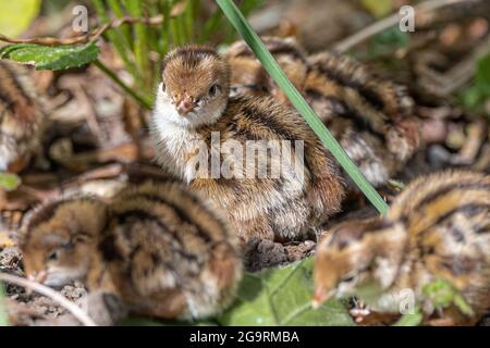 Kalifornische Wachtelbrüterlinge (Callipepla californica) Stockfoto