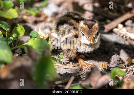 California Quail Hatchling (Callipepla californica) Stockfoto