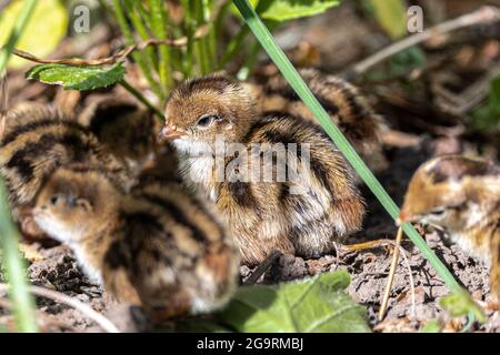 Kalifornische Wachtelbrüterlinge (Callipepla californica) Stockfoto