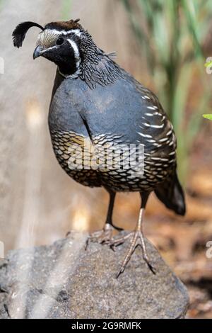 Kalifornischer Wachtel (Callipepla californica) Stockfoto