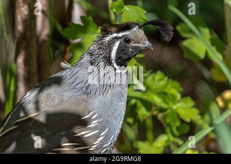 Kalifornischer Wachtel (Callipepla californica) Stockfoto