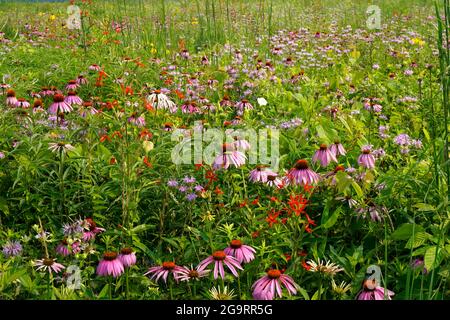 Eine mit Wildblumen einschließlich lila Kegelblumen, wilden Bergamotte und leuchtend roten königlichen Catchfly. Stockfoto