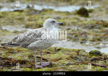 Seagull Studland Bay Dorset Isle of Purbeck Stockfoto