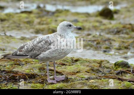 Seagull Studland Bay Dorset Isle of Purbeck Stockfoto