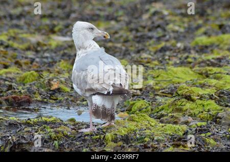 Seagull Studland Bay Dorset Isle of Purbeck Stockfoto