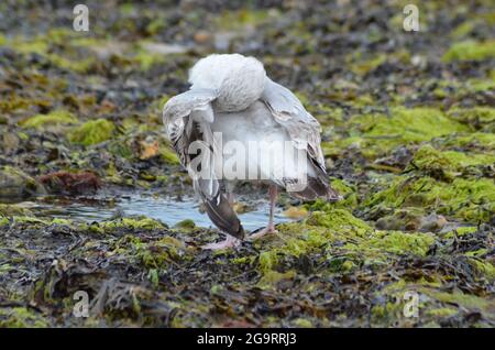 Seagull Studland Bay Dorset Isle of Purbeck Stockfoto