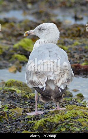 Seagull Studland Bay Dorset Isle of Purbeck Stockfoto