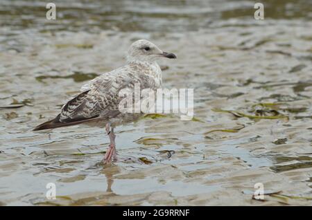 Seagull Studland Bay Dorset Isle of Purbeck Stockfoto