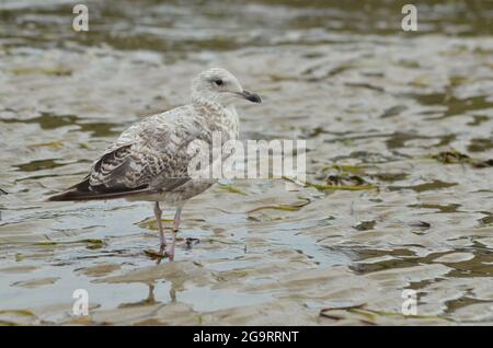 Seagull Studland Bay Dorset Isle of Purbeck Stockfoto