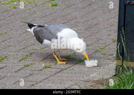 Kleine Schwarzmöwe (Larus fuscus), die saure Creme und Schnittlauch frisst Stockfoto