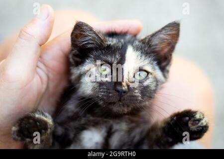 Ein kleines schwarz geflecktes Kätzchen in den Händen des Mannes liegt mit seinen Pfoten auseinander. Flauschiges, verspieltes Haustier. Stockfoto