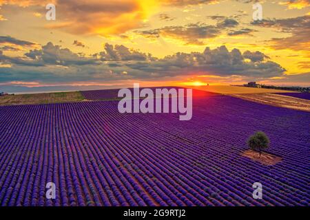 Blühender Lavendel bei Sonnenuntergang schafft eine atemberaubend schöne Landschaft in Mesimeri Thessaloniki, die an ein Gemälde erinnert Stockfoto