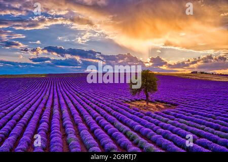 Blühender Lavendel bei Sonnenuntergang schafft eine atemberaubend schöne Landschaft in Mesimeri Thessaloniki, die an ein Gemälde erinnert Stockfoto