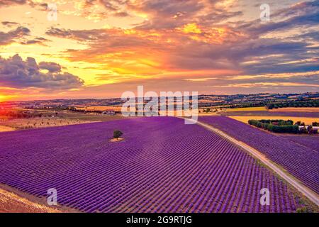 Blühender Lavendel bei Sonnenuntergang schafft eine atemberaubend schöne Landschaft in Mesimeri Thessaloniki, die an ein Gemälde erinnert Stockfoto
