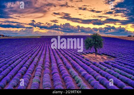 Blühender Lavendel bei Sonnenuntergang schafft eine atemberaubend schöne Landschaft in Mesimeri Thessaloniki, die an ein Gemälde erinnert Stockfoto