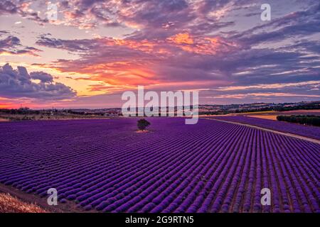 Blühender Lavendel bei Sonnenuntergang schafft eine atemberaubend schöne Landschaft in Mesimeri Thessaloniki, die an ein Gemälde erinnert Stockfoto
