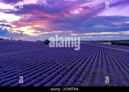 Blühender Lavendel bei Sonnenuntergang schafft eine atemberaubend schöne Landschaft in Mesimeri Thessaloniki, die an ein Gemälde erinnert Stockfoto