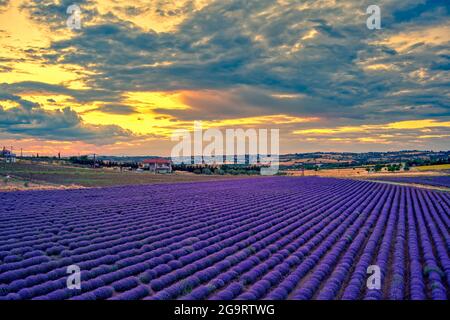 Blühender Lavendel bei Sonnenuntergang schafft eine atemberaubend schöne Landschaft in Mesimeri Thessaloniki, die an ein Gemälde erinnert Stockfoto