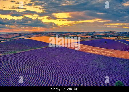 Blühender Lavendel bei Sonnenuntergang schafft eine atemberaubend schöne Landschaft in Mesimeri Thessaloniki, die an ein Gemälde erinnert Stockfoto