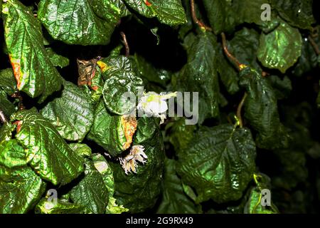 Junge Haselnuss oder Filbert, Pflasternuss wachsen auf dem Baum. Grüne Haselnuss auf Bio-Nussfarm. Haselnüsse oder Kopfnüsse mit Blättern im Garten. Filbert Pflanze wachsen har Stockfoto