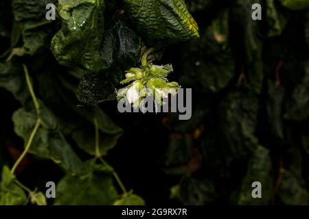 Junge Haselnuss oder Filbert, Pflasternuss wachsen auf dem Baum. Grüne Haselnuss auf Bio-Nussfarm. Haselnüsse oder Kopfnüsse mit Blättern im Garten. Filbert Pflanze wachsen har Stockfoto