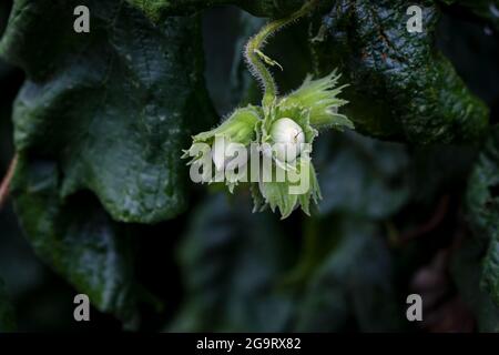 Junge Haselnuss oder Filbert, Pflasternuss wachsen auf dem Baum. Grüne Haselnuss auf Bio-Nussfarm. Haselnüsse oder Kopfnüsse mit Blättern im Garten. Filbert Pflanze wachsen har Stockfoto