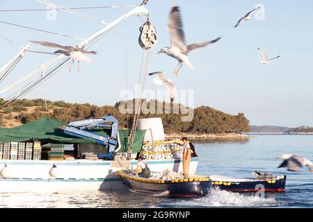Tribunj, Kroatien - 1. Juli 2021: Fischer reiten in einem kleinen Boot, das an ein Fischerboot gebunden ist, an einem Sommertag mit vielen Möwen Stockfoto