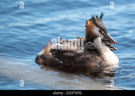 Den Helder, Niederlande. Juni 2021. Grebe mit Jungen auf dem Rücken wird vom Vater mit Fisch gefüttert. Hochwertige Fotos Stockfoto