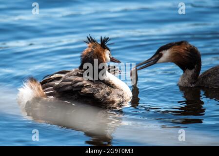 Den Helder, Niederlande. Juni 2021. Grebe mit Jungen auf dem Rücken wird vom Vater mit Fisch gefüttert. Hochwertige Fotos Stockfoto