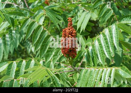 Wildsumac-Pflanze in Wisconsin. Stockfoto